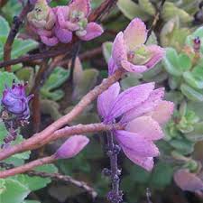 Image result for Coleus neochilus