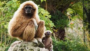 Tickets, tours, hours, address, jardim zoologico reviews: Jardim Zoologico Revela Curiosidades Sobre As Crias E As Suas Progenitoras No Dia Da Mae Ambiente Magazine