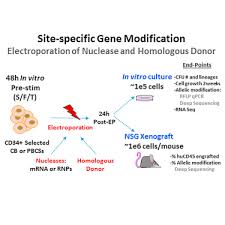 What is sickle cell anemia? Editing The Sickle Cell Disease Mutation In Human Hematopoietic Stem Cells Comparison Of Endonucleases And Homologous Donor Templates Molecular Therapy