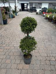 Image result for Eugenia