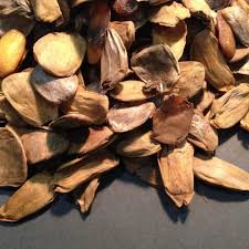 Image result for Picralima nitida