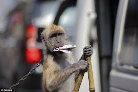 Topeng monyet was banned in indonesia's capital city jakarta after a campaign in 2013. Monkey Business In Jakarta Latitudes