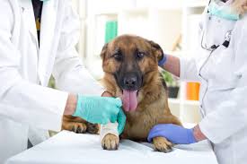 They also appear in other related business categories including veterinarians, veterinary clinics & hospitals, and veterinary specialty services. Emergency Vet Columbus Ohio Need Immediate Help Call Us Now