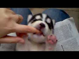 How to get husky puppy to stop biting. Siberian Husky Puppy Biting Finger Youtube