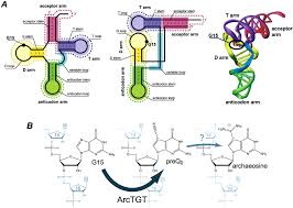 Ludwig is the first sentence search engine that helps you write better english by giving you contextualized examples taken from reliable sources. Alternative Tertiary Structure Of Trna For Recognition By A Posttranscriptional Modification Enzyme Cell