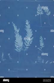 Image result for Hymenophyllum tunbridgense