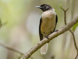 Image result for Marquesia macroura