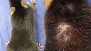 Active hair follicles go through a natural cycle of growth that includes a period of growth, a how to wake up dormant follicles. One Reason Your Hair Is Thinning Some Of It Turns Into Skin Science Aaas