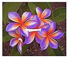 Pin On World Of Flowers