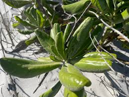 Image result for Scaevola