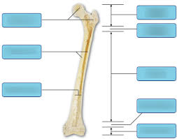 Learn vocabulary, terms and more with flashcards, games and other study tools. Art Labeling Activity Structure Of A Long Bone Diagram Quizlet