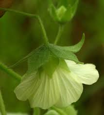 Image result for Pavonia burchellii