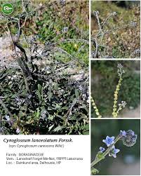 Image result for Pavetta decumbens