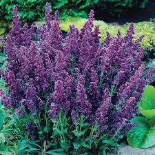 Blooming early summer to early fall. Spring Hill Nurseries Plumosa Double Salvia Live Bareroot Perennial Plant Purple Flowers 1 Pack Flower Landscape Perennial Plants Winter Plants