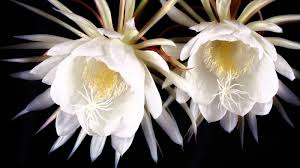 See more ideas about flowers, beautiful flowers, pretty flowers. 13 Most Rare And Beautiful Flowers In The World Anhpic