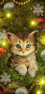 Pin By Britani Marie On Christmas Wallpaper 2 Christmas Cats Cat Wallpaper Wallpaper Iphone Christmas