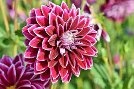 Most deserts are covered with sand, b _. Dahlias How To Plant Grow And Care For Dahlia Flowers The Old Farmer S Almanac