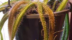 Get the best deal for dwarf cacti full sun cactus & succulent plants from the largest online selection at ebay.com. Dog Tail Cactus Selenicereus Testudo Disease