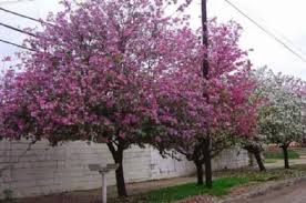 Las hojas nuevas se ponen rojizas y no ha echado ninguna flor • árbol de júpiter: Crespon Lagerstroemia El Arbol De Jupiter En Buenos Aires