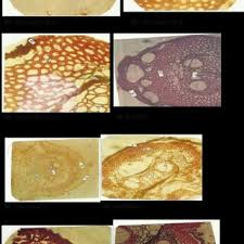 Image result for Momordica repens