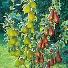 Any recommendations for zone 8a (coastal southeast virginia). The Best Dwarf Fruit Trees To Grow In Pots Fruit Gardening My Favthings Dwarf Fruit Trees Fruit Trees Miniature Fruit Trees