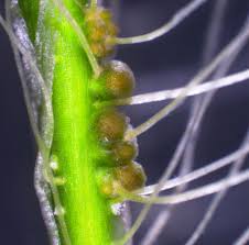 Image result for Aeschynomene schimperi