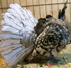 Black Frill Lacing Fantail Pigeon Breeds Fantail Pigeon Pigeon Pictures
