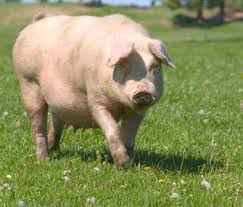 They are native to eurasia and northern africa. A Pet Pig You Bet