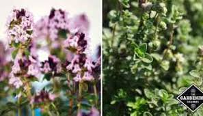 Thymus are low growing hardy perennial herbs. How To Grow Thyme Indoors The Easy Way Gardening Channel
