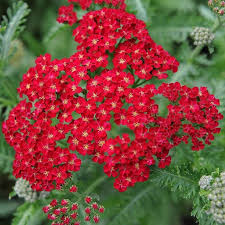 Quali sono le 5 piante maggiormente resistente al freddo e al gelo. Achillea Millefolium Piante Da Giardino Orchidee Da Giardino Piante Da Ombra Da Giardino