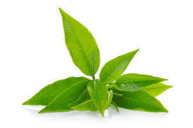Download now hd daun png vector branch with leaves clipart transparent. Teh Hijau Matcha Oolong Darjeeling Teh Daun Teh Batang Tanaman Png Pngwing