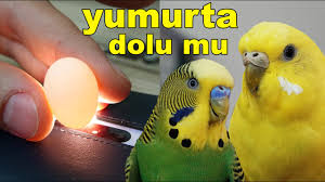 disi muhabbet kusu yumurta var mi 9 belirti youtube