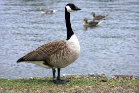 Maybe you would like to learn more about one of these? Landesamt Fur Natur Umwelt Und Verbraucherschutz Nrw Neobiota