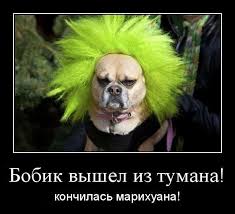 Перекрыт канал контрабандной поставки марихуаны в Россию, - СБУ - Цензор.НЕТ 2800