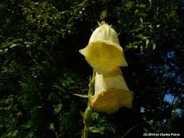 Image result for Isoglossa grandiflora