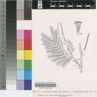 Image result for Acacia pilispina