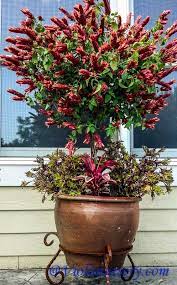 Shrimp Plant Trained To A Topiary Form This Planter Was Non Stop Blooms From May Til October Topiary Plants Plants Topiary Garden