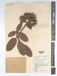 Image result for Maranthes floribunda