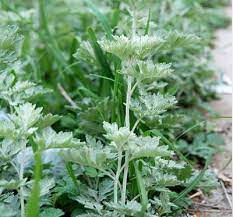 pin by jill yu on nature cure herbs plants the cure