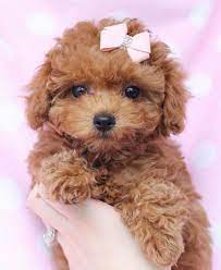 Here is some information about red moyen poodle, moyen poodle puppies, moyen poodle breeders, and moyen poodle's history, temperament of moyen poodle, moyen poodle images etc. Toy Poodle Puppies Toy Poodle Puppies Poodle Puppy Teacup Puppies