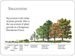 Forest Succession Over Time Six Stages Moss Plant Temperate Deciduous Forest Plant Growth
