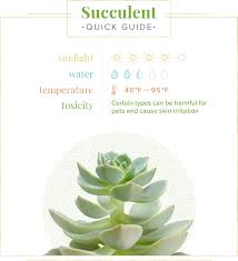 You'll also learn about different flowers & more! Succulent Care Guide Growing Information Tips Proflowers Blog