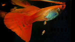 Understanding how guppies give birth can help aquarium enthusiasts enjoy breeding healthy guppies without stressing the pregnant mother or risking the lives of the young fry (baby guppies). When A Guppy Fish Having Babies Youtube