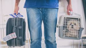 Delta airlines accepts pet for travel on first come first serve basis. Covid 19 Airlines Make It Harder To Fly With Dogs Cats Other Pets