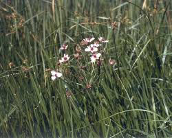 Image result for Butomopsis