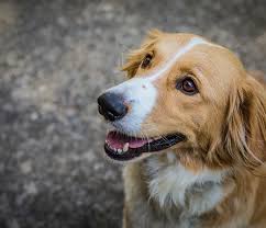 If your dog is constipated, you may notice it straining to have a bowel movement. Why Is My Dog Constipated Animal Emergency Center Memphis Vet