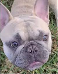 Check spelling or type a new query. Bulldog Stolen From Owner At Gunpoint In Orange County Orlando Sentinel
