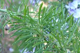 Image result for Psoralea glabra