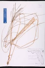 Image result for Pogonochloa