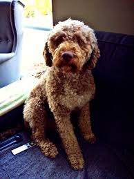 our lagotto romagnolo italian waterdog his name is bilbo hunde hypoallergene hunderasse tiere